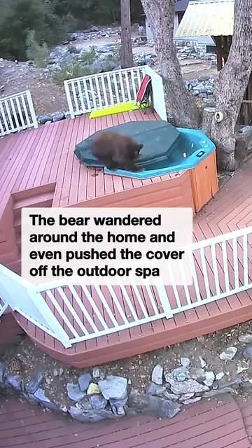 Bear makes itself at home and jumps in hot tub