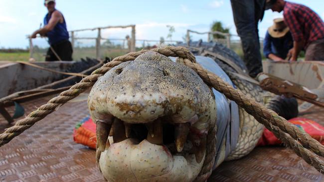 The huge croc gets a ride to his new digs. Picture: Supplied