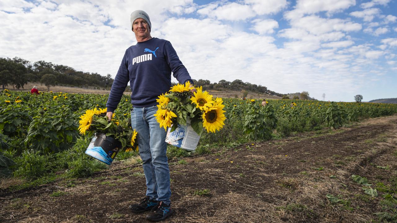 Cameron Schimming collects flowers to surprise his wife at Warraba Sunflowers, Saturday, June 22, 2024. Picture: Kevin Farmer