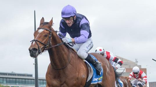 Jockey Jamie Mott and Mighty Ulysses will need to overcome a tough draw in Saturday's $500,000 Cranbourne Cup. Picture: Racing Photos via Racing Photos.