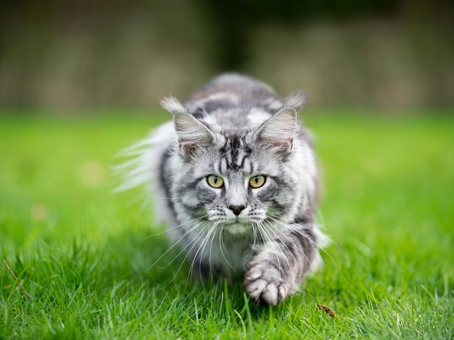 Does your cat roam or is it safe at home? Leave a comment below. Picture: iStock