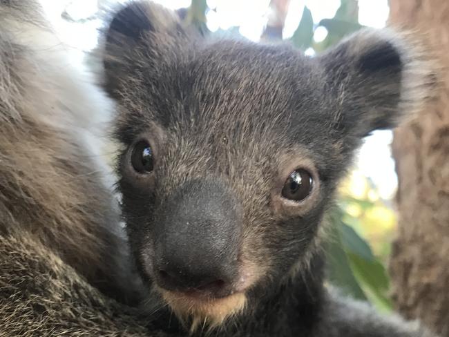 Koala joey Lana at the International Koala Centre of Excellence, ClelandWildlife Park, one of two koalas born during the Kangaroo Island bushfiresand translocated to Cleland as stowaways in the mother's pouch. Credit:Ashleigh Hunter