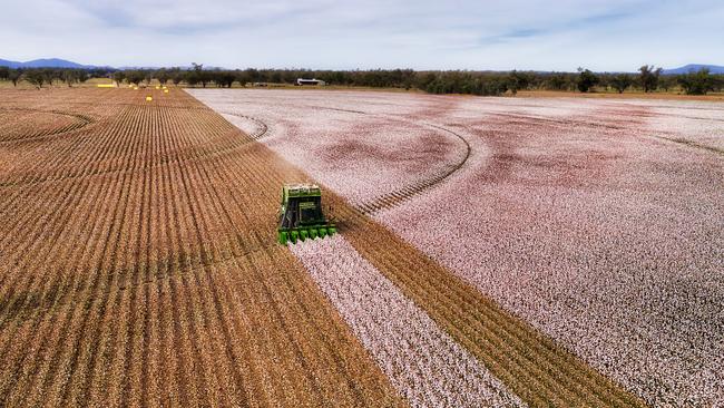 Flat cultivated agricultural farm fields of Australia under cotton plants during harvesting season with combine tractor picking white snow cotton boxes.