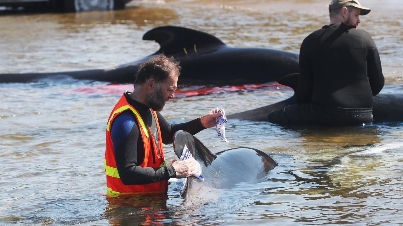 Rescue mission of surviving whales. Stranding of over 200 pilot whales at Macquarie Heads near Strahan Tasmania. Picture: Nikki Davis-Jones