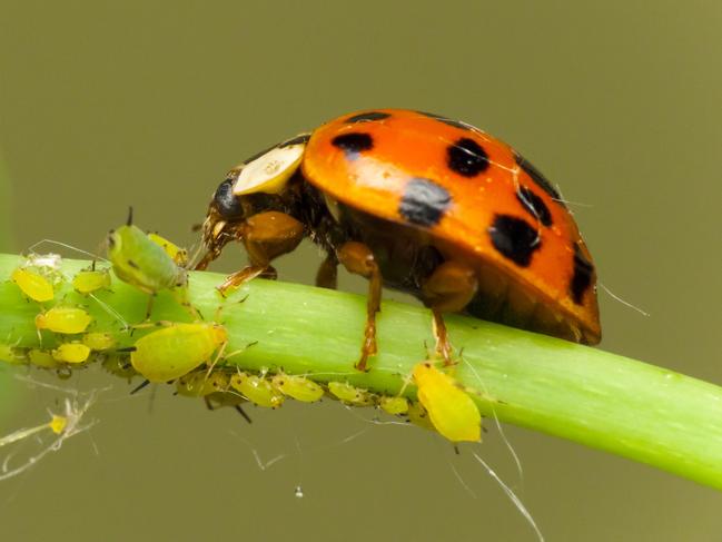 EMBBARGO FOR TWAM 16 APRIL 2022. FEE MAY APPLY. Ladybird attacking Aphids on the endangered plant