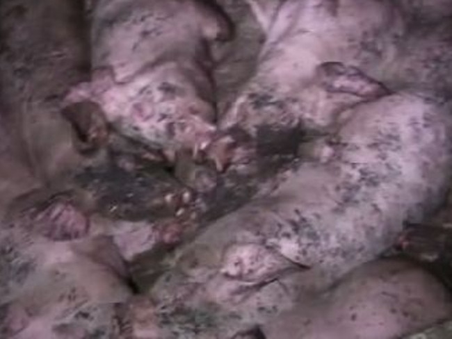 Lucent claims pigs are kept in crowded and filthy conditions. Picture: Lucent