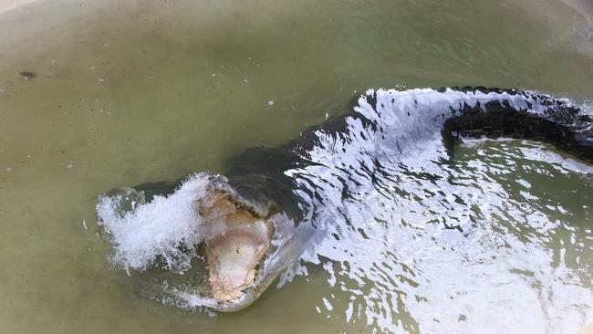 The croc has been put down by the Department of Environment and Science after it was found the animal was suffering from a severe intestinal blockage. Picture: PETER CARRUTHERS