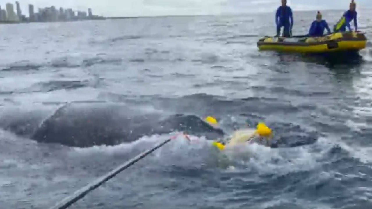 Sea World Rescue untangles a young humpback whale caught in shark nets off Surfers Paradise on Sunday.