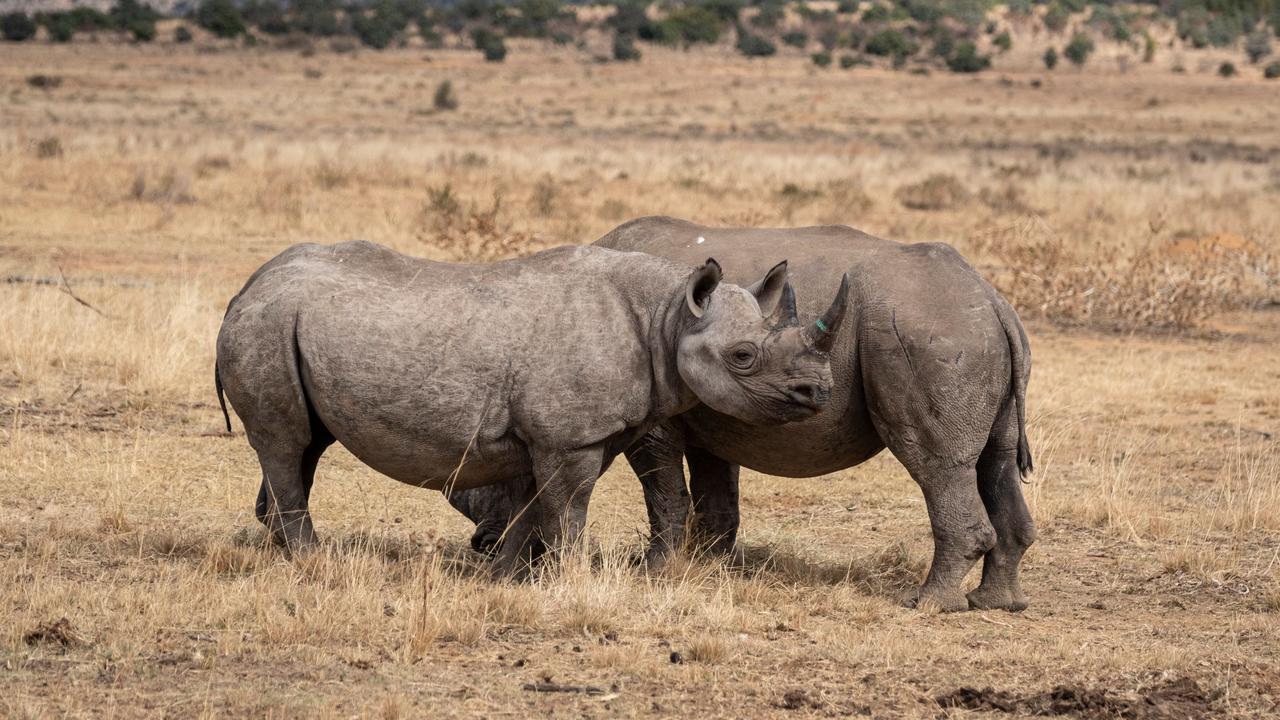 Radioactive rhino horns to curb poaching