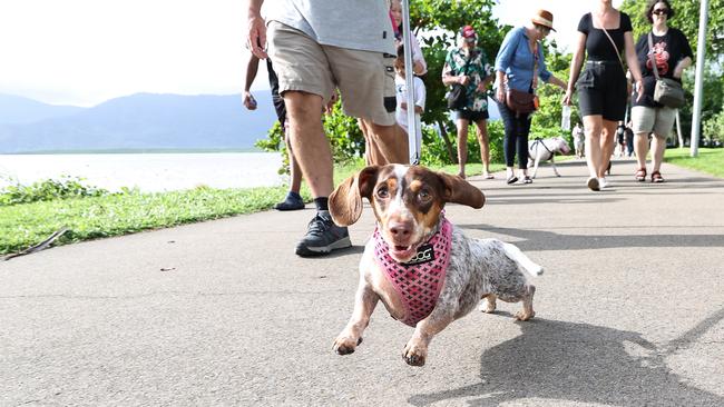 Milly the dachshund takes a run along the Cairns Esplanade in the RSPCA's Million Paws Walk fundraiser. Picture: Brendan Radke