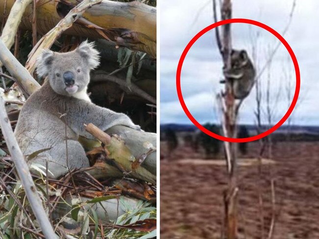 The heartbreaking footage shocked people around the country. Picture: Supplied