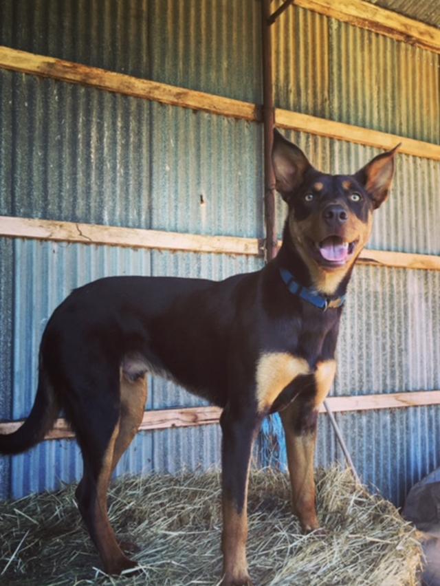 Jumping bales: 18-month-old Kelpie Sid.