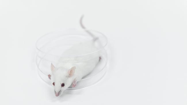 Mice were “humanised” with genes that allowed them to develop lungs and vascular systems similar to ours. Picture: Getty