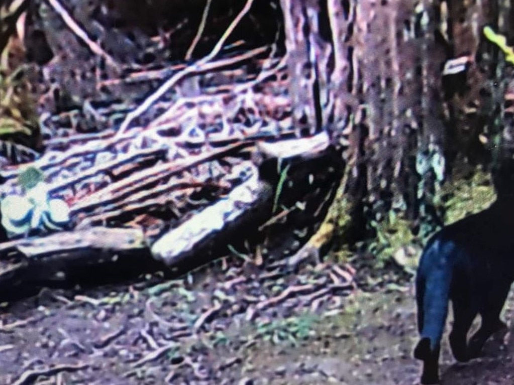 A mysterious creature captured on a night time camera set up in rural Victoria near East Gippsland. Picture: Anonymous