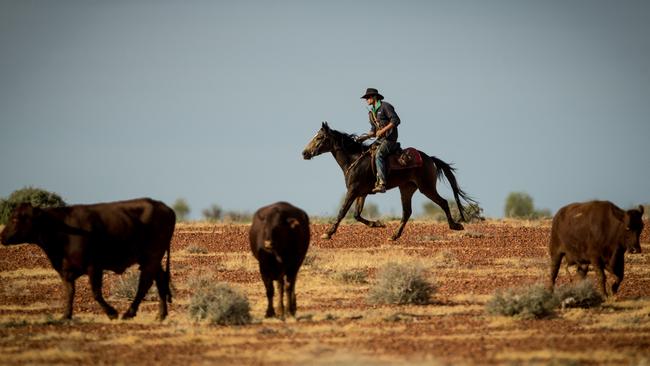 Macumba Station, at Oodnadatta. One of several pastoral holdings by S. Kidman &amp; Co. Photo by Matt Turner.