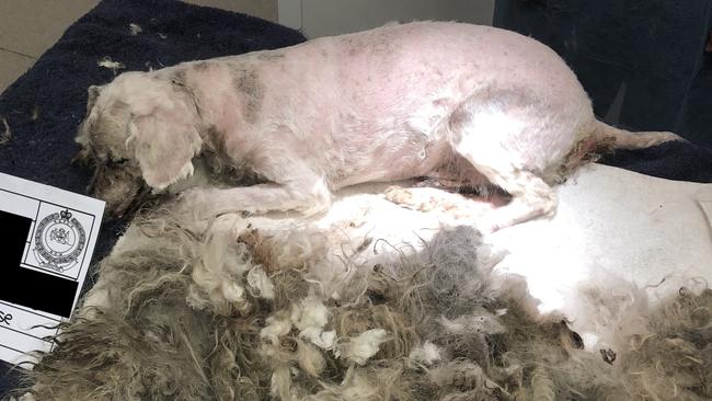 Shocking photos show the neglect suffered by Aviary, a poodle cross seized from a Lethbridge Park home. Picture: RSPCA NSW