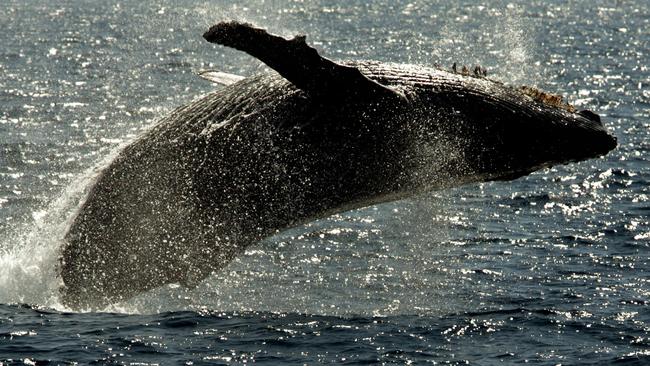 Rising sea temperatures could affect the feeding grounds of whales.