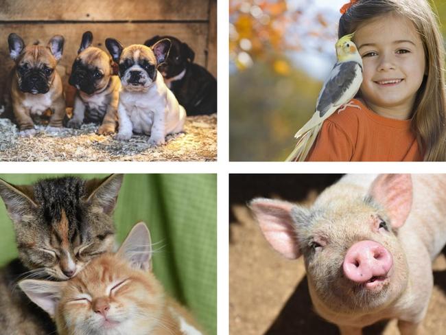 NSW's hunt for the top 100 cutest pets