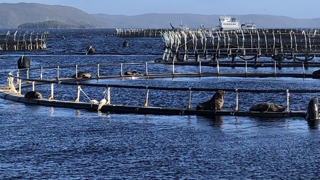 Salmon farming pens in Macquarie Harbour, Tasmania. Photo: Eloise Carr