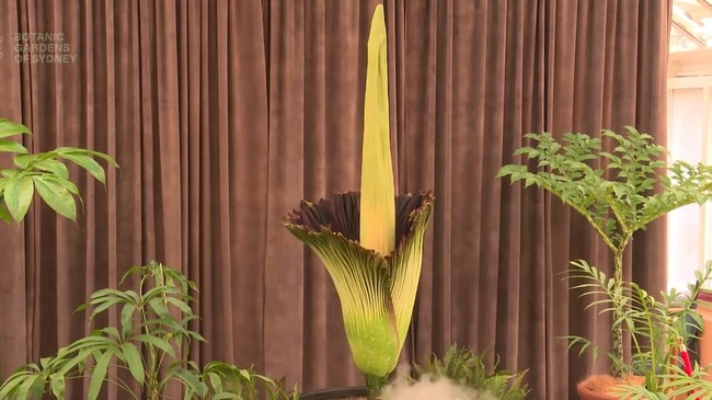 The plant began blooming on Thursday afternoon. Picture: YouTube