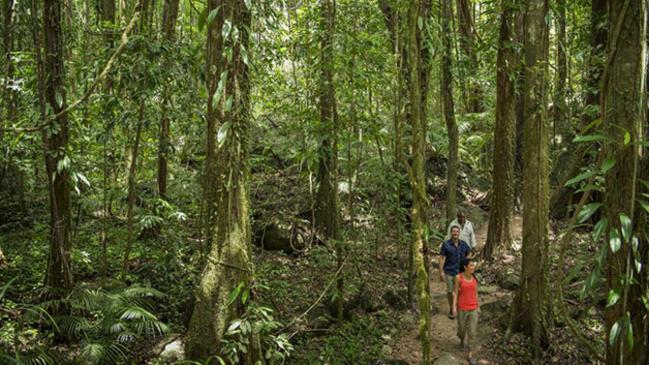 Visitors can take an interpretative tour of the rainforest of Mossman Gorge.