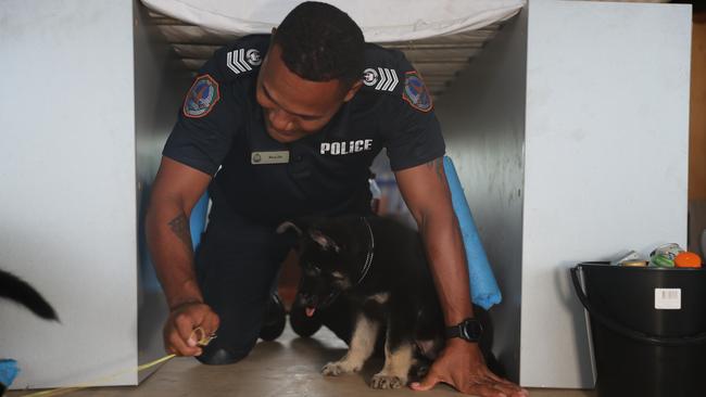 NT Police Dog Operations Unit officer Riva Zio with the squad's newest recruits, Axe and Jax.