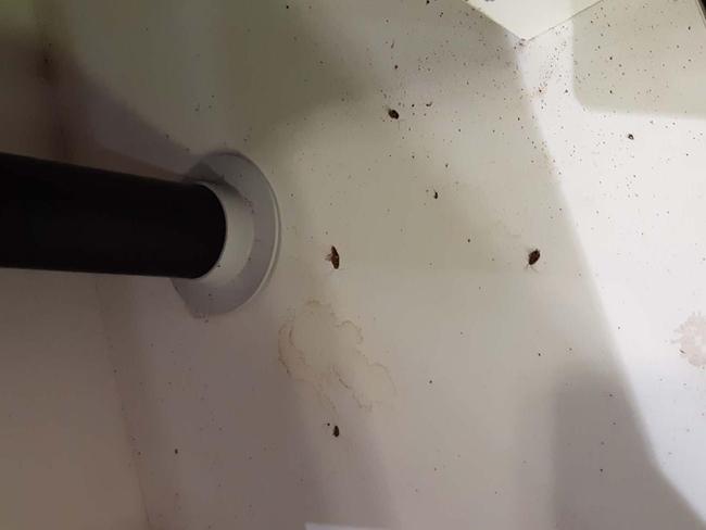 Crema Espresso Franchising fined after cockroaches found at its Indooroopilly store.