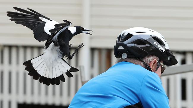 A magpie repeatedly attacking cyclists along Sandford Street at Toowong. Picture: Liam Kidston