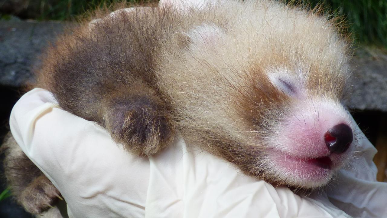 Red Panda Cubs Fight To Save Endangered Species News Com Au Australia S Leading News Site