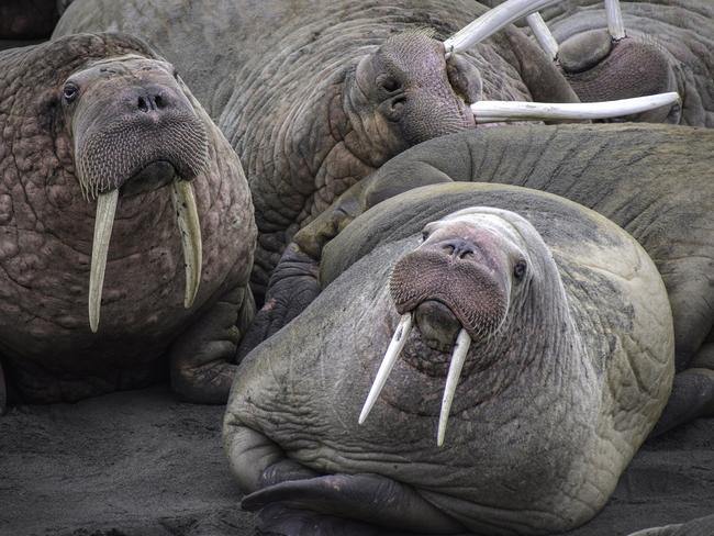 A herd of thousands of walruses crowded together on an Alaskian beach. Melting sea ice forced the animals ashore. Walruses are sociable animals and known to assemble in herds of several hundred, but a gathering of thousands is rare. Picture: Rick Beldegreen/Solent News
