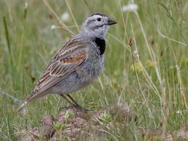 A McCown’s longspur, named after John Porter McCown, a Confederate general during the US Civil War. Source: Smithsonian Magazine