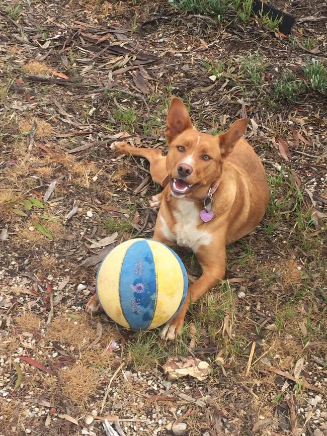 Kelpie Ava loves being in front of the camera at her Eaglehawk property. Picture: Georgie Sanders