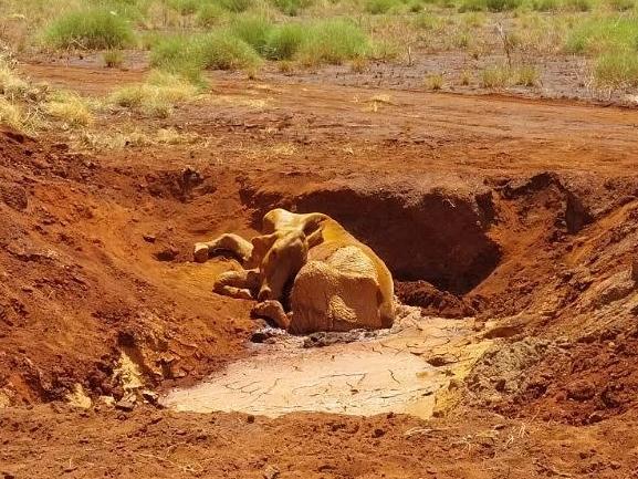 Mineral Resources faces an investigation over allegations cattle became stuck in its earthworks has had to euthanised, and that others were cut off from water. Picture - Supplied