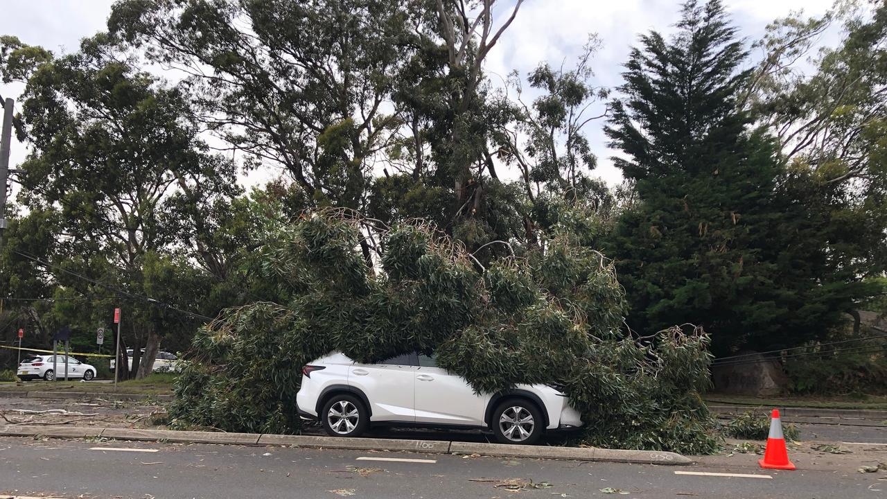 A car is trapped under a tree at Forest Way, Frenchs Forest. Picture: Jim O'Rourke.