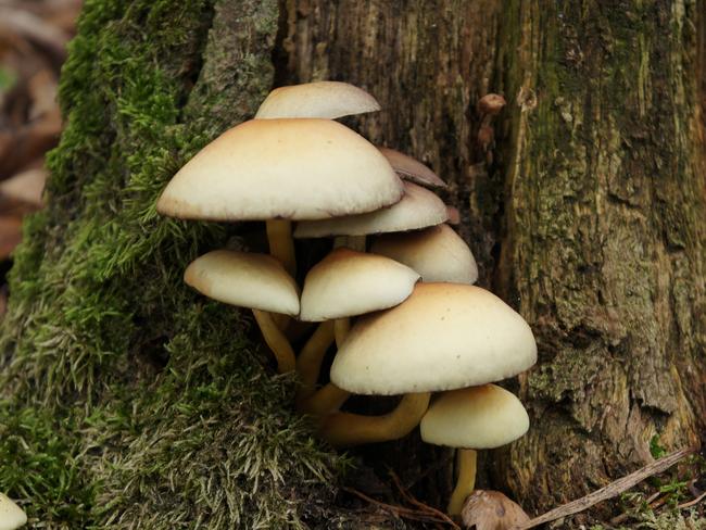 Psilocybe cubensis is a species of psychedelic mushroom, commonly called shrooms, magic mushrooms, golden tops, cubes, or gold caps.