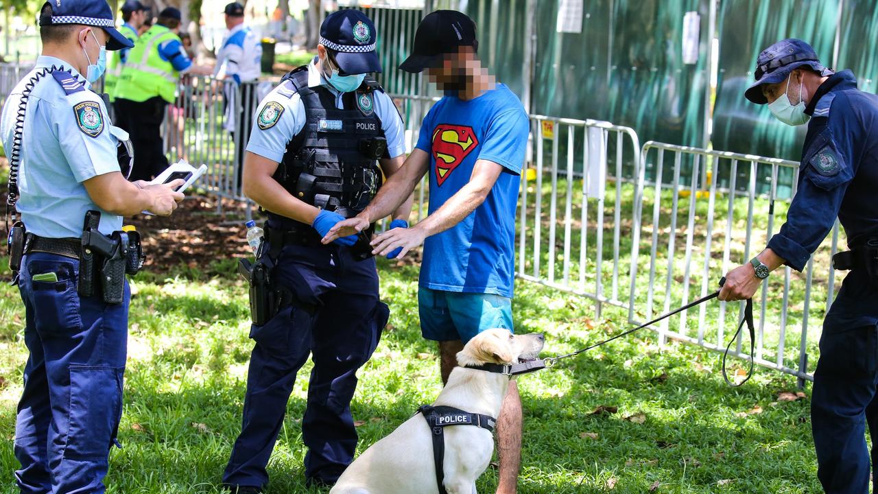 A drug detection dogs is seen at a NSW festival. Picture: Sam Ruttyn.