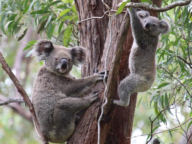 Mother koala and her joey at Toohey Forest.