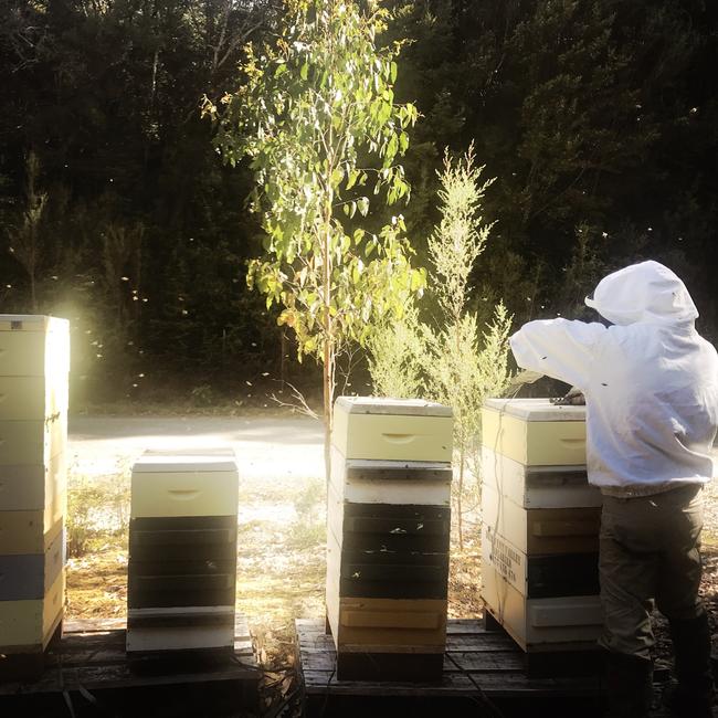 A beekeeper collecting leatherwood honey in Tasmania's South-West. Picture: Supplied