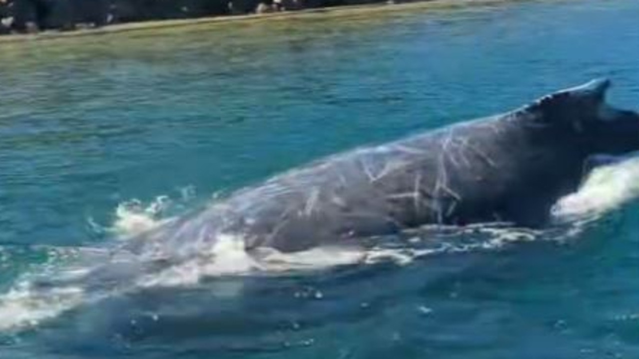 ‘Awe-inspiring’: Incredible footage captures whale swim up to boaties