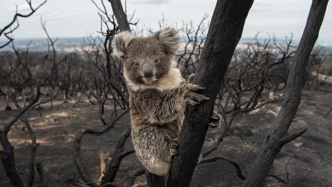 Koalas have been injured and displaced in the bushfires. Picture: Brad Fleet