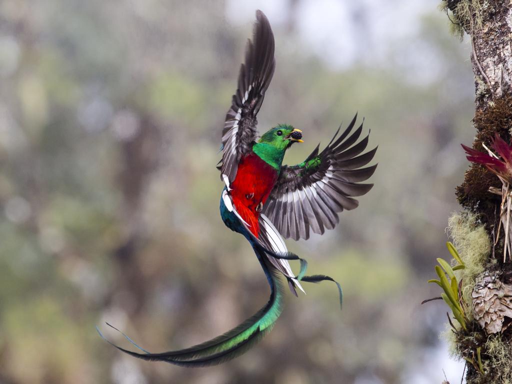 Wildlife Photographer of the Year: Resplendent delivery Tyohar Kastiel, Israel Finalist 2017, Behaviour: Birds Tyohar watched the pair of resplendent quetzals from dawn to dusk for more than a week as they delivered fruits and the occasional insect or lizard to their two chicks. Resplendent quetzals usually nest in thicker forest, but this pair had picked a tree in a partly logged area in the Costa Rican cloud forest of San Gerardo de Dota. The additional light made it easier for Tyohar to catch the iridescent colour of the male’s dazzling emerald and crimson body plumage and tail streamers, despite his fast, erratic flight pattern. But the light also made it easier for the birds to see Tyohar. So he would arrive before dawn, sit in the same place and wear the same jacket, with the result that the pair accepted his presence and continued to stuff food into their chicks’ beaks every hour or so. On the eighth day, the parents fed the chicks at dawn as usual but then didn’t return for several hours. By 10am, the chicks were calling ravenously, and Tyohar began to worry. Then something wonderful happened. The male arrived with a wild avocado in his beak. He landed on a nearby branch, scanned around, and then flew to the nest. But instead of feeding the chicks, he flew back to his branch, the avocado still in his beak. Within seconds, one chick hopped out to the nearest perch and was rewarded. Moments later the female appeared and did exactly the same thing, and the second chick jumped out. The family then flew off together into the rainforest, leaving Tyohar bereft – and thrilled.