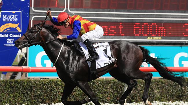 Magic Millions Guineas winner Pierata. Picture: Adam Head