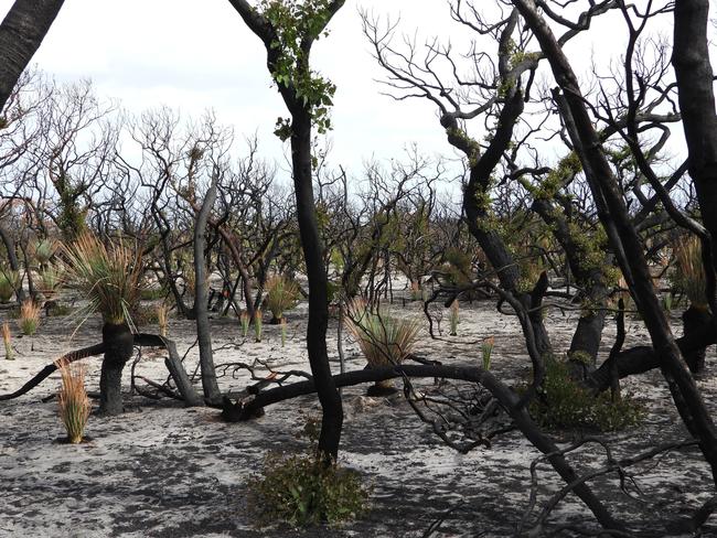 Kangaroo Island is coming back to life after bushfires and recent rains, as University of Adelaide Environment Institute Director Professor Robert Hill discovered on tour with the Department of Environment and Heritage last Wednesday February 26. Supplied.  Near Vivonne Bay. The fire was not as intense, the trees are resprouting and there is quite a bit of ash on the ground that will contain some viable seeds.