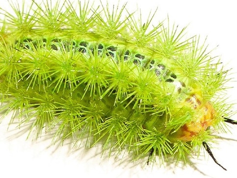 The vibrantly coloured, spiky caterpillar of the comparatively mundane Comana monomorpha moth. Picture: Supplied