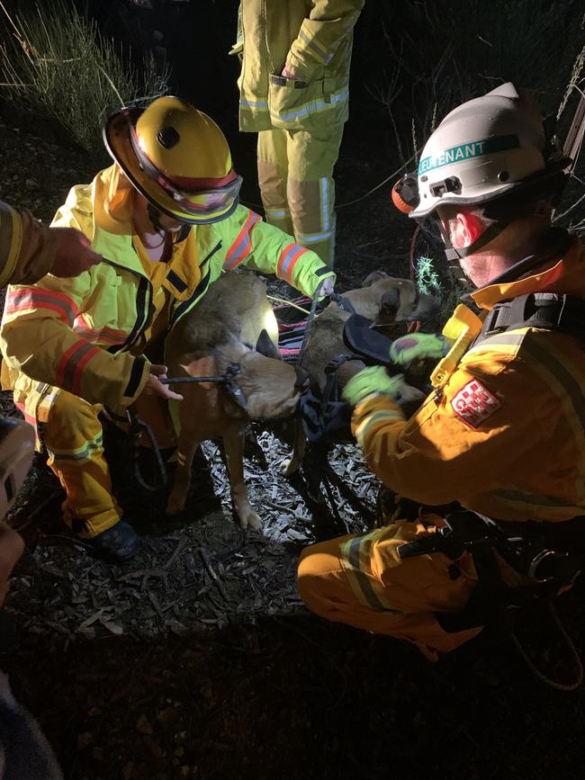 The rescued dogs. Photo: Victoria Police