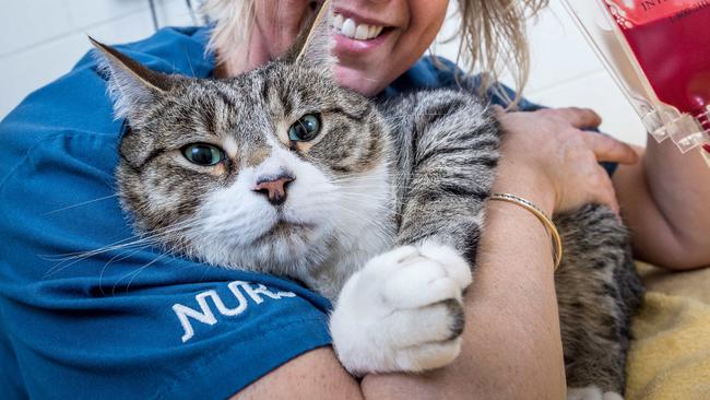 A new feline blood bank is being launched at the University of MelbourneÕs U-Vet Animal Hospital in Werribee. Vet Nurse and blood donor coordinator Kerry Bozicevic is joined by feline blood donor James. Picture Jake Nowakowski