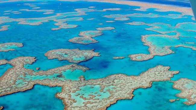 Great Barrier Reef: Project hopes to save animals, rescue reef | The ...