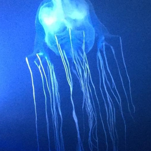 A box jellyfish. File image.