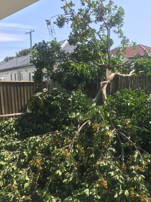 Tree blocking driveway access at Lord Mayor’s house. Supplied.