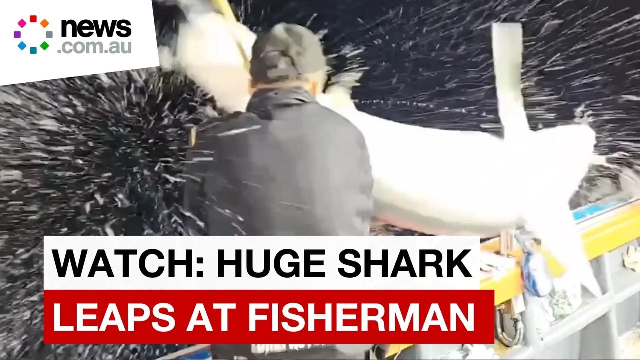 Moment huge shark leaps onto fisherman's boat